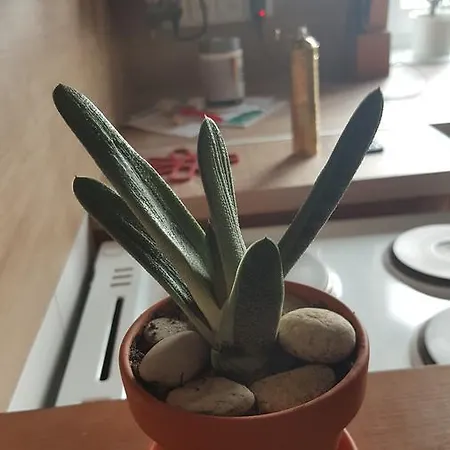 Apartmán Za Sakurou *