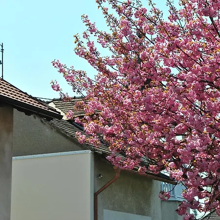 Za Sakurou Apartment *